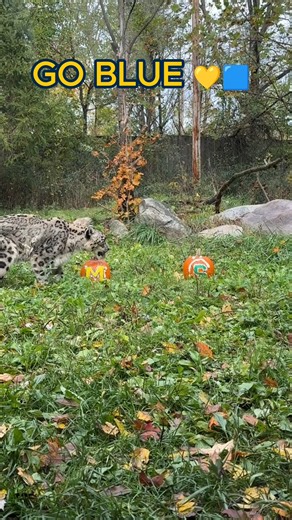 9.7K views · 105 reactions | Raj is back for his annual Game Day pick — and he’s siding with Michigan!  Do you think Raj’s prediction will be right, or will the Spartans take the win this year? #BinderParkZoo #RajTheSnowLeopard #MichiganVsMichiganState #GoBlue #ZooFun | Binder Park Zoo | Facebook