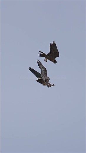 Mid‑Air Falcon Training: Adult Handoff Followed by a Juvenile Catch Drill