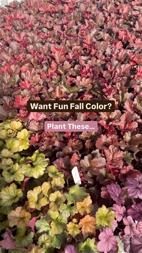 4.6K views · 61 reactions | Fall color isn’t just for trees! Add a pop of seasonal color with these stunning varieties#fallplants #fallplanting #gardenjoy #fallcolor #provenwinners #gardendesign #gardeningmadeeasy #fallblooms #plantthese | Proven Winners Direct | Facebook