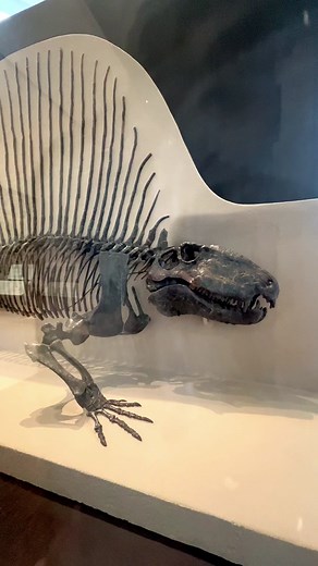 AMNH on TikTok