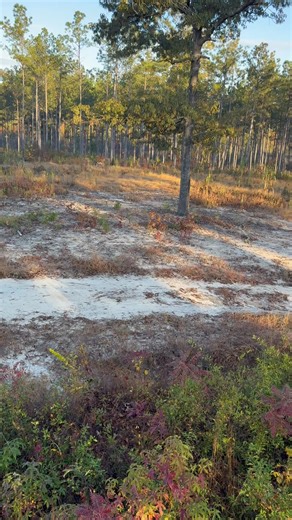 Deer hunting or killing time waiting on quail season? | Black Creek Plantation