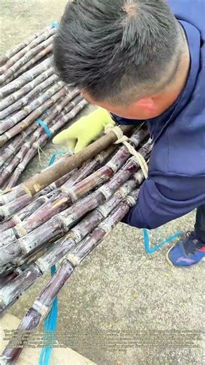 Leveraging Simple Ties: How Farmers Bundle Sugarcane With Wooden Poles and Rope