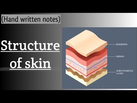Structure of skin l Urdu lecture l learn with aroosa waheed