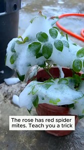 221K views · 1.6K reactions | Tips to kill pests for roses #tips #pests #roses #backyardgardening #gardeninglife #vegetablegardening | Gardening 84 | Facebook