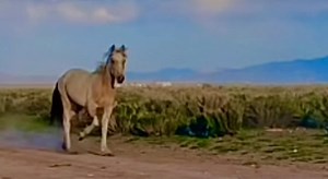 1.3K views · 45 reactions | Meet Sugar ✨ We supported our Rewilding,...