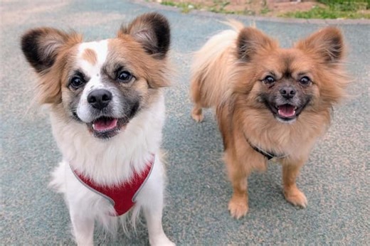 29 dogs looking for their forever home at Bleakholt Animal Sanctuary