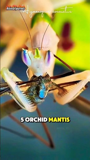 Top 10 Stunning Animal Species I Part 2