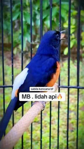 murai batu 🔥🔥🔥 #kicaumania