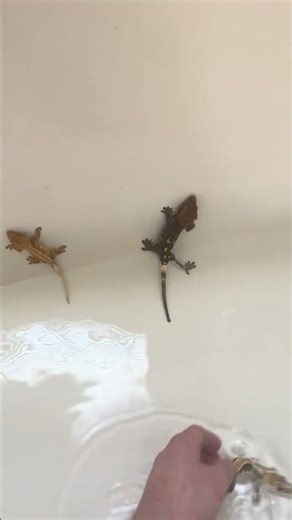 Swimming geckos