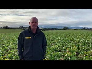 How to choose a fodder beet variety.