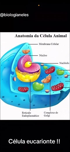 Célula Eucarionte: Estudo para Tirar 10 em Biologia