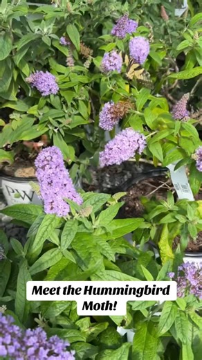 Attract the hummingbird moth to your yard with plants like honeysuckle, columbine, bee balm, salvia and liatris… just to name a few. #merrifieldgardencenter #garden #gardening #hummingbirdmoth #gardensofinstagram🌿🌱🌻 #plantlove #plantslover #plantsplantsplants #flowers #pollinator | Merrifield Garden Center