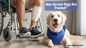 How Service Dogs Are Trained? 5 Tips To Know (Requirements   Cost) | 2025