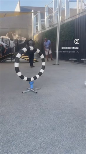 10K views · 45 reactions | Luna the Cavoodle showing off her Agile Canines work. You’ve seen Luna before. She’s done just about all of the Prodog courses, plus private lessons. Her love to train, play and hang out with Nathan and Lil is a testament to how dedicated they are with their pup. She’s a well rounded dog and is a contender to pass our level 3 exam, which only 5 dogs have done to date. #cavoodle #agilecanines #dogtraining #dogshavingfun | Pro Dog Training | Facebook