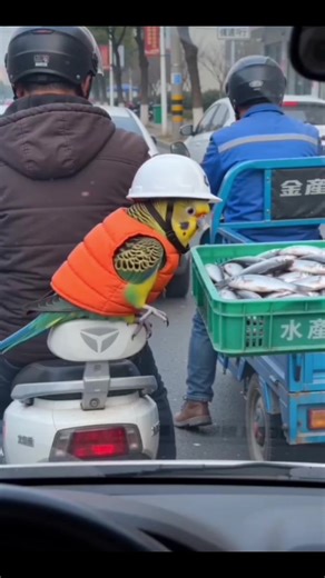 Angry Parrot Responds to Car Horn