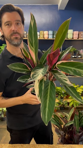 3.1K views · 24 reactions | Top 3 Houseplant Arrivals. Let’s goooooo  1. Stromanthe Triostar - £19.99 2. Senecio Rowleyanus - £24.99 3. Spotted Star - £19.99 Super easy care houseplants that look proper lush. Well happy with these lot today Vote Plants 華 #thejungleclub #plantshop #birmingham | The Jungle Club Plant Shop | Facebook