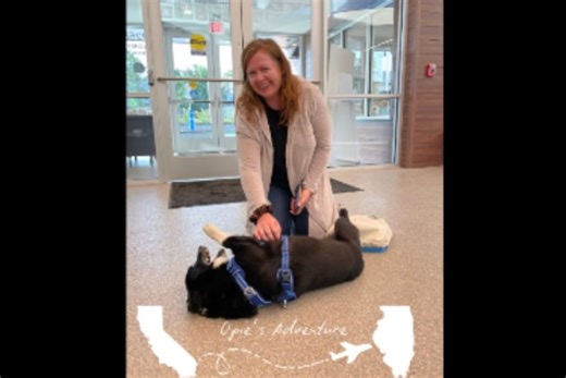 Nervous corgi that ran away during California storm found 2,000 miles away ... near Chicago!