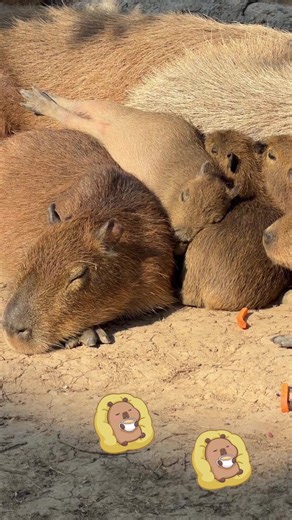 Capybara Care: The Secrets to Their Happiness