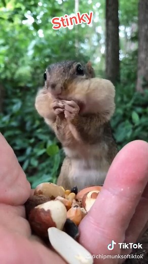 Meet Stinky: The Beloved Three-Year-Old Chipmunk and Mother to Dinky