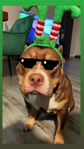 Świąteczny Bully ❤️🎄 #dogsoftiktokviral🐶🦮 #foryou #americanbully