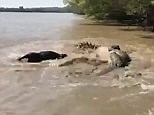 Crocodiles named Brutus and Dominator battle it out over feral pig