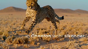 67K views · 47 reactions | The cheetah is the world’s fastest land animal, can accelerate faster than a Ferrari and is 4 times faster than Usain Bolt. The force going through their legs during a hunt, which includes changing direction rapidly, is enough to break human bones! Watch them in action on ‘The Big Cat Month’ premieres 12th November, Mon – Fri at 10 PM. #FeelAlive | Sony BBC Earth | Facebook