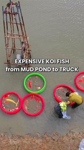 Japanese Koi farmers add value to their kois every day, that's how an industry develop by brainy peoples | Yamakoshi koi
