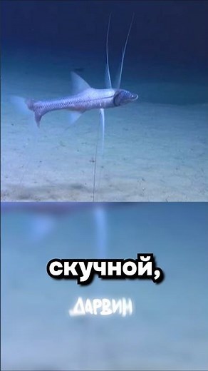 Расскажите ему, что вам скучно листать шортсы