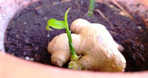 Gingembre : les petits secrets pour réussir sa propre récolte