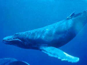 Watch | Haunting song of humpback whales