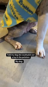2.2M views · 41K reactions | I meant a stuffed toy  #reelitfeelit #relax #reelsinstagram #reelsfb #reels #dogsofinstagram #tiktokviral #dogs #doglover #doglife #dog #dogmom Mindy's Pittiecoats | Bundleofbullies | Facebook