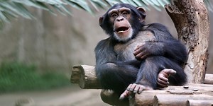 Animals Drink Alcohol – level 3 - News in Levels