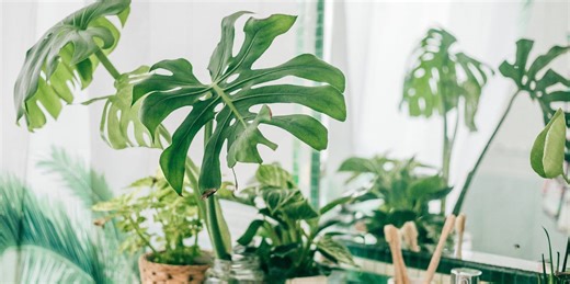 9 best houseplants to help prevent mould in your bathroom