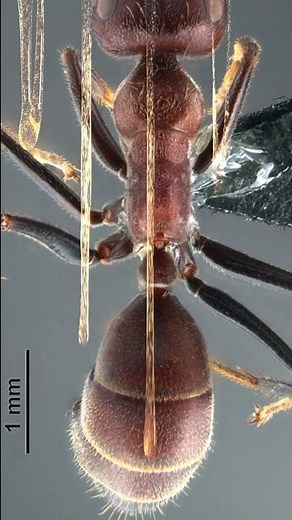 Des fourmis EXPLOSIVES ! #shorts