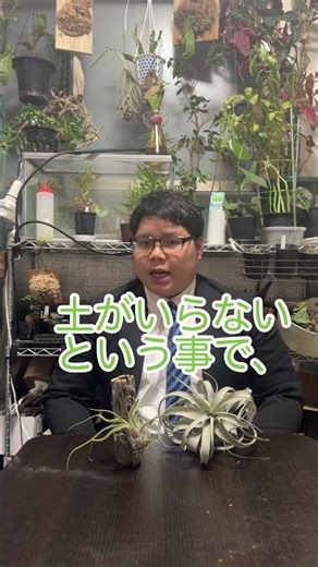 偏見謝罪動画「エアープランツ」 #観葉植物 #園芸 #あるある