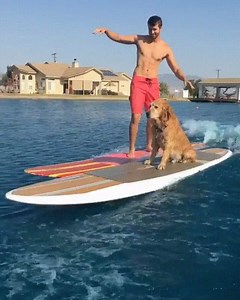 Hang ten, little dude! | The Brightside