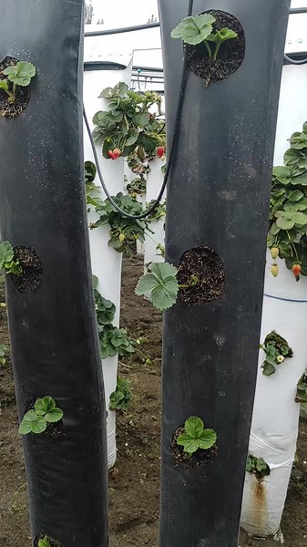 Cultivo de Fresas en Sistema Semihidropónico Vertical