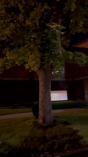 Kaimin photographers Renna Al-Haj and Ava Rosvold captured a black bear roaming around the Curry Health Center as they drove by at 9:25 p.m. on Sunday. UMPD emailed out a campus-wide bear alert minutes later, saying the bear had been spotted west of the education building, then up in a tree by the Dennison Theatre at about 9:00 p.m. The email told students to be observant and stay clear of the area. Call UMPD at (406)243-4000 or 911 if you ever encounter a bear on campus. | Montana Kaimin