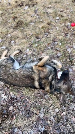 48 reactions | K9 Mac is ready for the remake of the sandlot #sandlotchallenge #dogs | JustK9handler | Facebook
