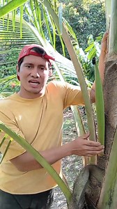Sabias que éste incecto (el picudo negro) es el culpable que tu plantación de coco dejé de existir, aquí te contamos como controlarlo 🤝🙏#agriculture #paratiiii | Jairo desde el campo