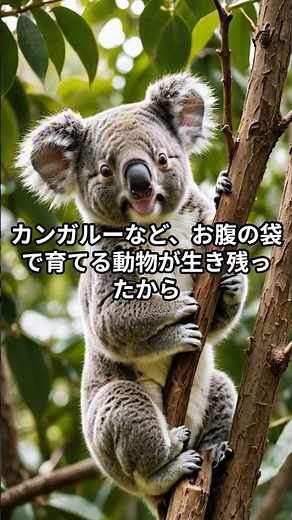 動物の8割がここだけ・オーストラリア