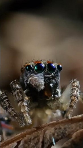 Why This Spider Must Dance to Survive