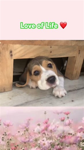 Cute Puppy sleeping under the table 😍 #CharlieBella #beagle #shorts #doglover #viral #funnydog