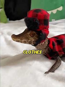 She Raised a Wild Alligator. Years Later, Its Hidden Gift Shocked the World! 💰#animals