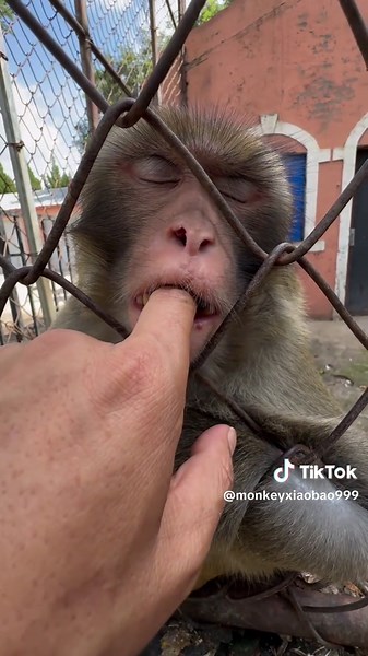 Playing with an Angry Monkey - Funny Animal Encounters