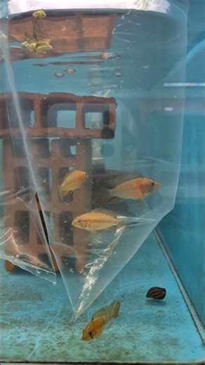 Apistogramma Macmasteri (Red Shoulder) & Cüce Vatoz (Super Red Tül Kuyruk)