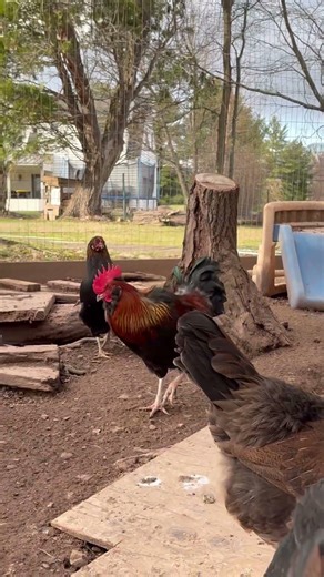 Welsummer rooster crowing