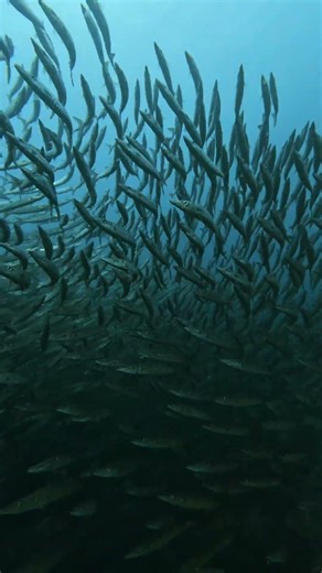 Swimming Through a Barracuda Vortex
