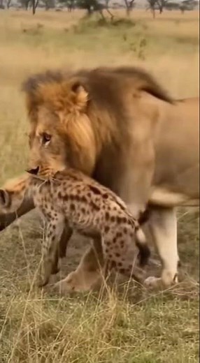 Lion Kills African Wild Dog Instantly With Powerful Bite #wildlife #animals #predatorvsprey