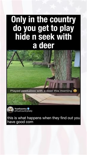 Only in the country do you get to play hide n seek with a deer